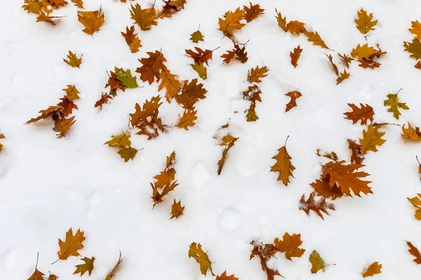 Folhas de bordo coloridas caídas na neve — Fotografia de Stock