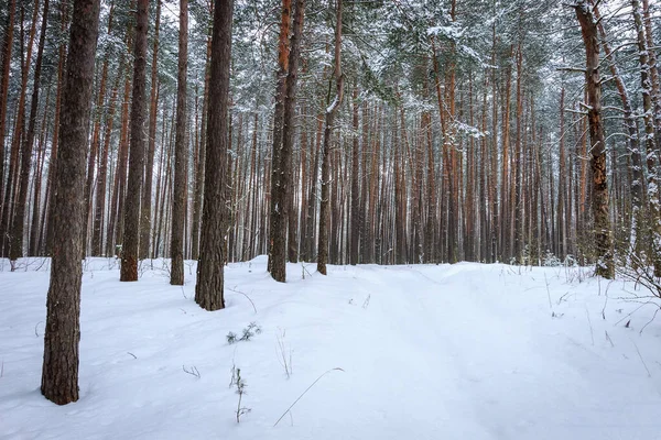 Пейзаж зимнего соснового леса, покрытого морозом — стоковое фото
