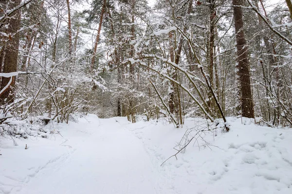 Kış çam ormanlarının karla kaplı manzarası — Stok fotoğraf