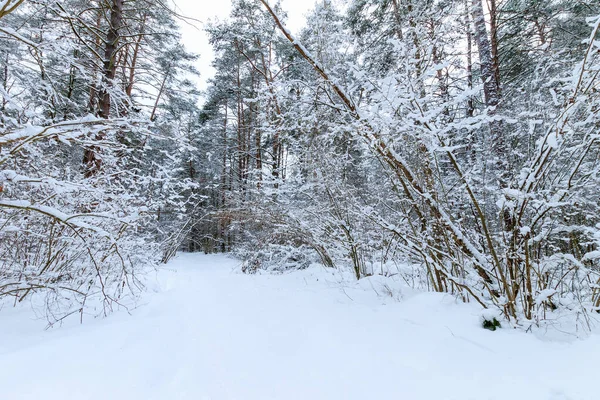 Paisaje de bosque de pinos de invierno cubierto de heladas —  Fotos de Stock