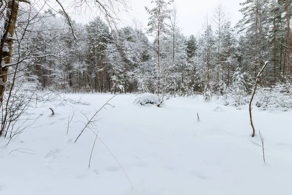 Landschaft des winterlichen Kiefernwaldes mit Frost bedeckt — Stockfoto