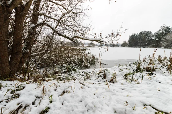 Étang recouvert de givre dans la forêt de pins . — Photo