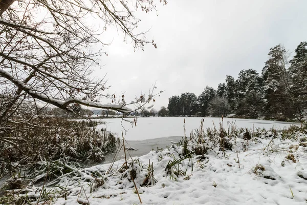 松林の霜で覆われた池. — ストック写真