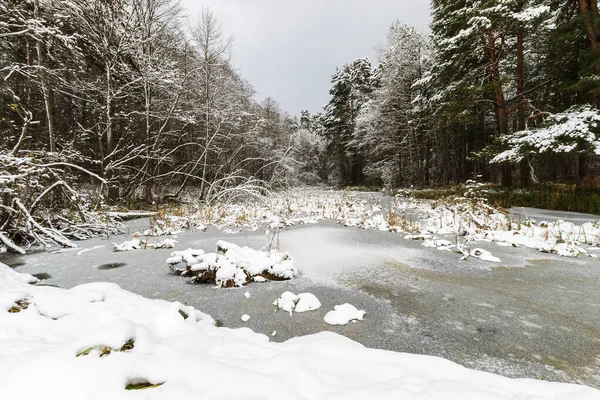 소나무 숲에 서리가 덮인 연못. — 스톡 사진