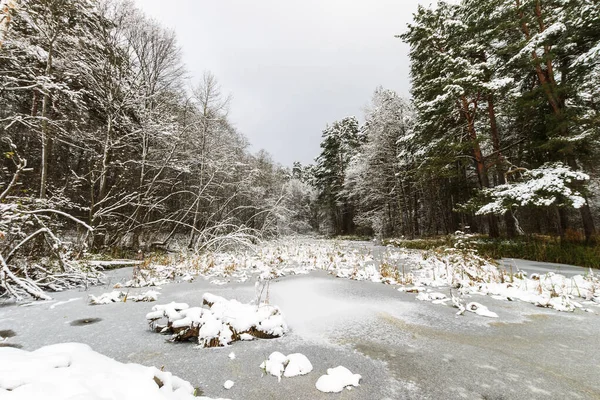 Frostbedeckter Teich im Kiefernwald. — Stockfoto