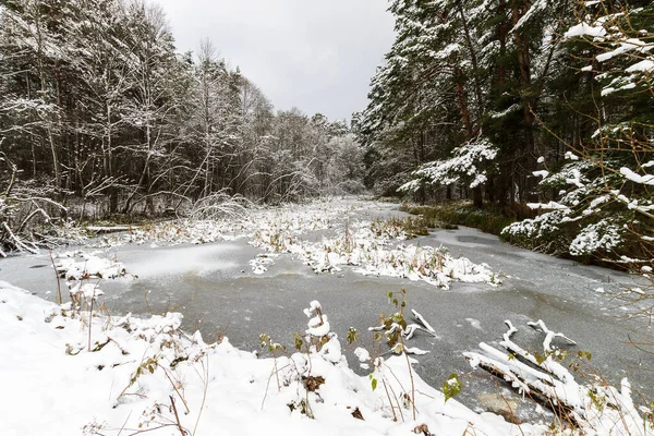 Çam ormanında donla kaplı gölet.. — Stok fotoğraf
