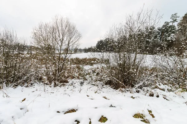 Vijver bedekt met vorst bij dennenbos. — Stockfoto