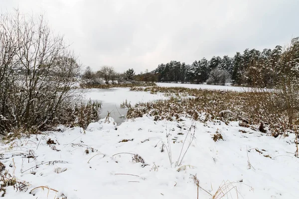 Frostbedeckter Teich im Kiefernwald. — Stockfoto