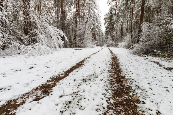 stock image Landscape of winter pine forest covered with frost at mainly clo