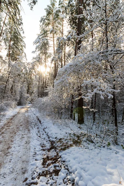 Пейзаж зимнего соснового леса, покрытого морозом в солнечную погоду — стоковое фото