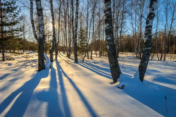 Vacker solnedgång vid björkskog vintertid — Stockfoto