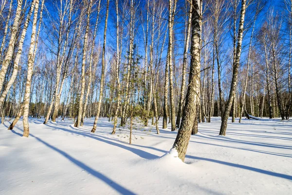 Tarde en el bosque de abedul en la temporada de invierno —  Fotos de Stock