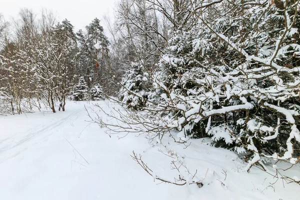 Τοπίο χειμερινού δάσους με ερυθρελάτη καλυμμένο με παγετό στο Μάι — Φωτογραφία Αρχείου
