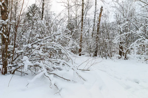 Τοπίο του χειμερινού δάσους καλυμμένο με παγετό — Φωτογραφία Αρχείου
