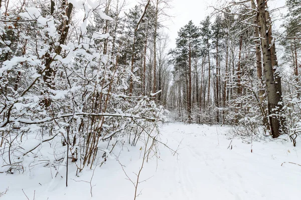 주 로 CLO 에 서리로 덮여 있는 겨울 소나무 숲의 풍경 — 스톡 사진