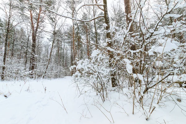 Paisagem de pinhal de inverno coberto com geada em principalmente clo — Fotografia de Stock