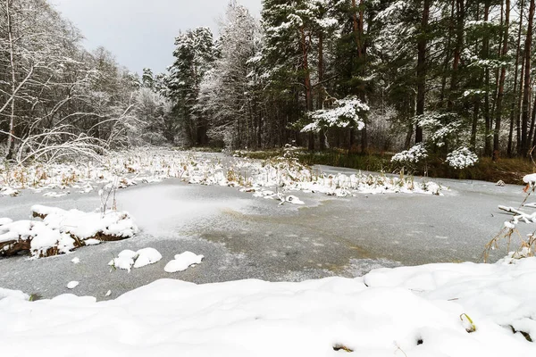 Pond covered with frost at pine forest. Stock Image