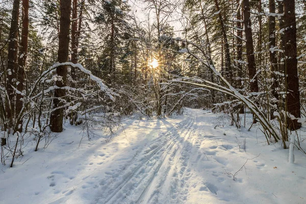 Красивий схід сонця в сосновому лісі в зимовий сезон — стокове фото