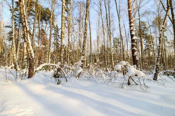 Sabah çam ormanında karla kaplı — Stok fotoğraf