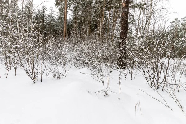 Landschaft aus winterlichen Kiefernwäldern mit Frost bedeckt — Stockfoto