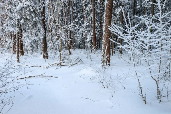 Paisaje de pino de invierno y abeto cubierto de heladas — Foto de Stock