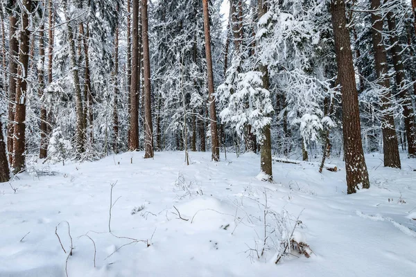 Пейзаж зимней сосны и елового леса, покрытый морозом — стоковое фото