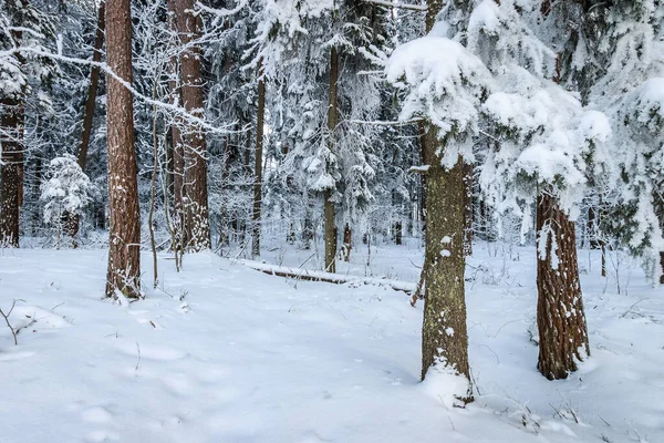 Paisaje de pino de invierno y abeto cubierto de heladas — Foto de Stock