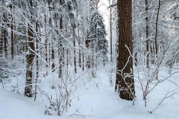 Τοπίο χειμερινού δάσους πεύκου και ερυθρελάτης καλυμμένο με πάγο — Φωτογραφία Αρχείου