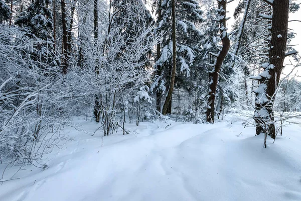 Пейзаж зимней сосны и елового леса, покрытый морозом — стоковое фото