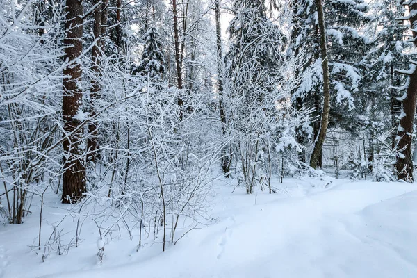 Τοπίο χειμερινού δάσους πεύκου και ερυθρελάτης καλυμμένο με πάγο — Φωτογραφία Αρχείου