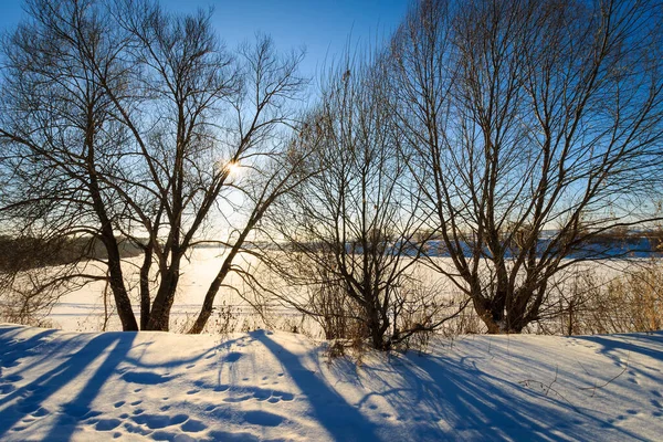 Silhuett av pilträd på vintern vid solnedgången — Stockfoto