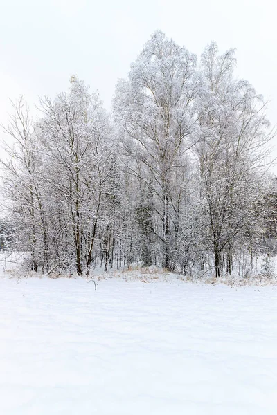 Τοπίο του δάσους του χειμώνα — Φωτογραφία Αρχείου