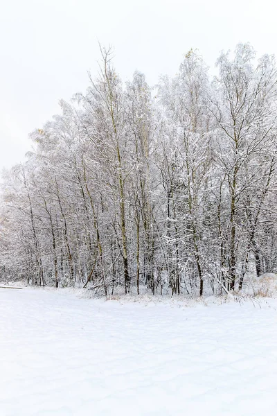 Paisagem de floresta de inverno — Fotografia de Stock