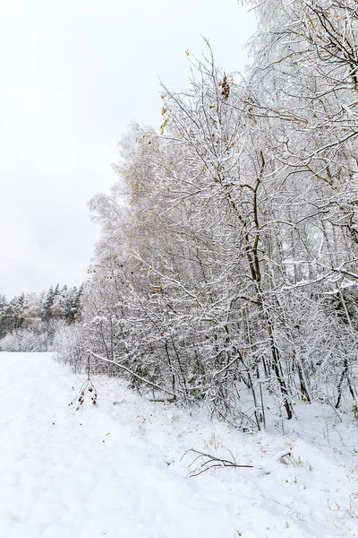 Paysage de la forêt d'hiver — Photo