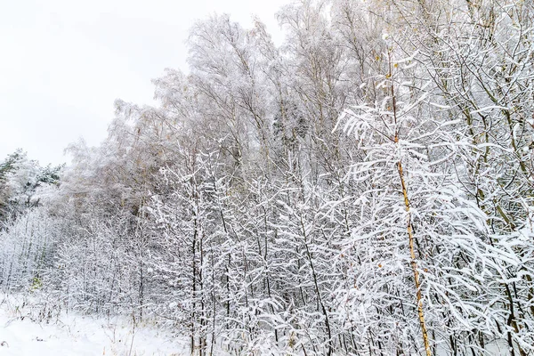 Τοπίο του δάσους του χειμώνα — Φωτογραφία Αρχείου