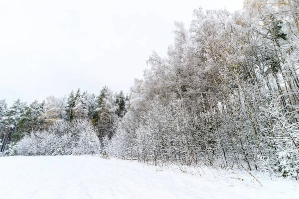 Paisagem de floresta de inverno — Fotografia de Stock