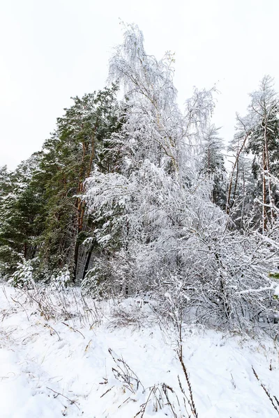Пейзаж зимнего леса — стоковое фото