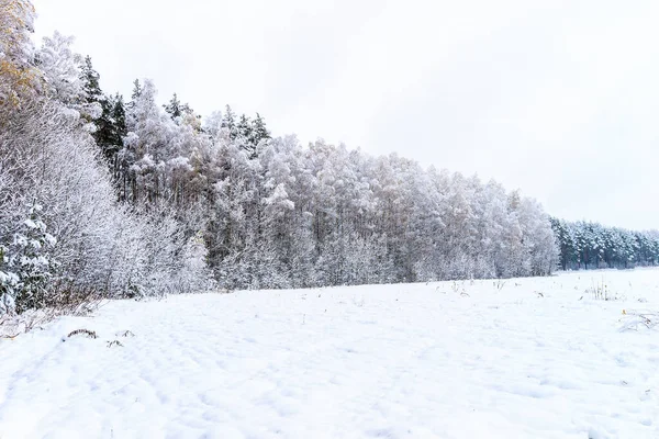 Paisagem de floresta de inverno — Fotografia de Stock