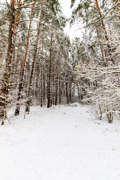겨울 소나무 숲의 풍경 — 스톡 사진