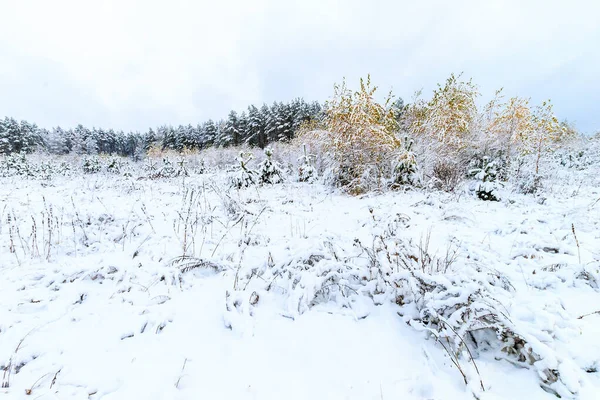 Paysage de la forêt d'hiver — Photo