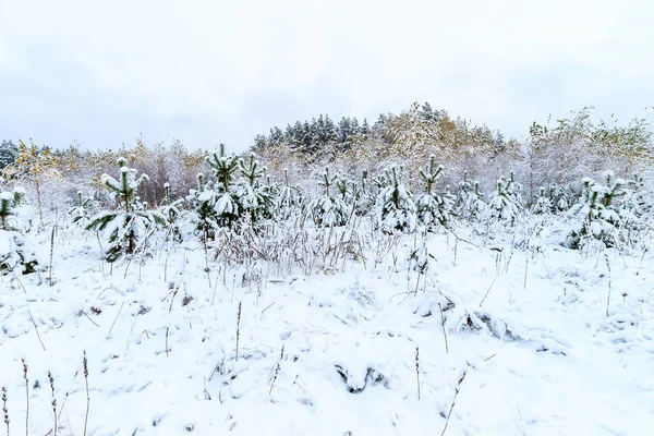 Paysage de la forêt d'hiver — Photo