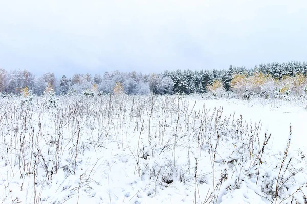 Paisagem de floresta de inverno — Fotografia de Stock