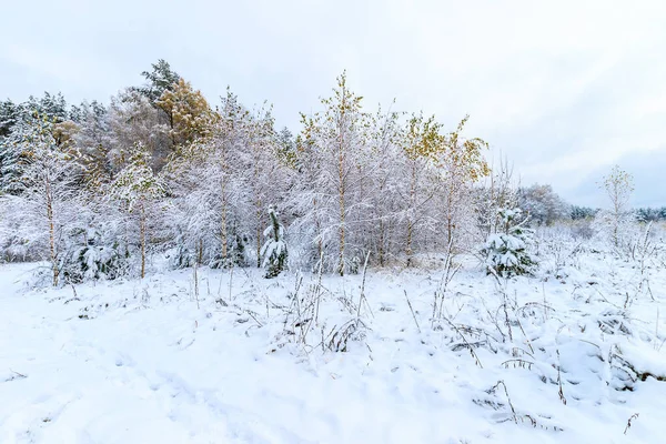 겨울 숲의 풍경 — 스톡 사진