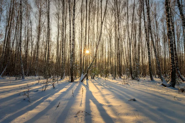 Magnifique coucher de soleil à la forêt de bouleaux en saison hivernale — Photo