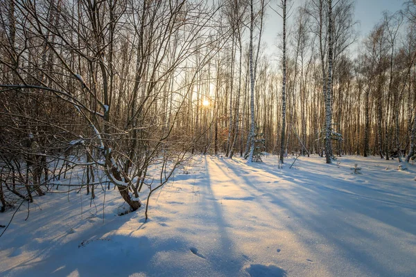 Bellissimo tramonto nella foresta di betulle nella stagione invernale — Foto Stock
