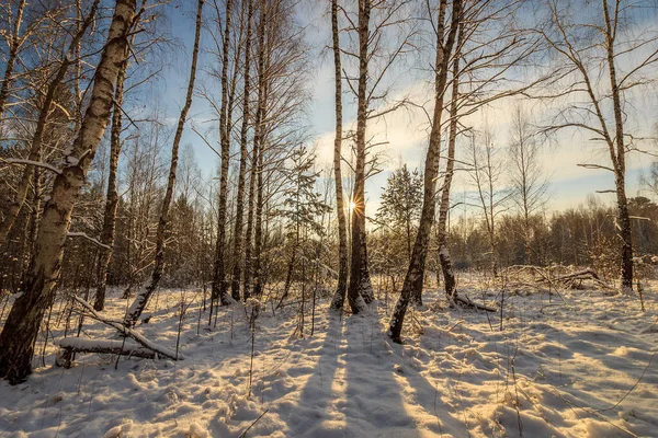 Красивый закат в березовом лесу в зимний сезон — стоковое фото