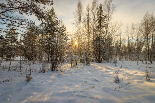 Belo pôr do sol na floresta de vidoeiro na temporada de inverno — Fotografia de Stock