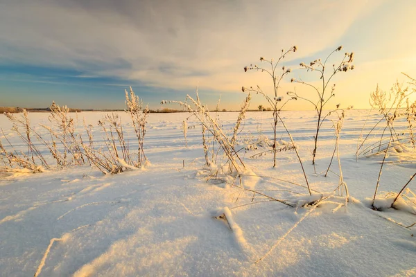 Schöner Sonnenuntergang mit eisbedecktem Gras zur Wintersaison — Stockfoto