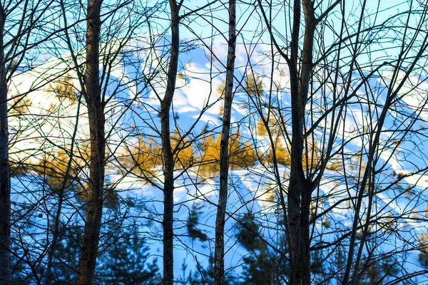 Colinas cobertas de neve no inverno com pinheiros e árvores . — Fotografia de Stock