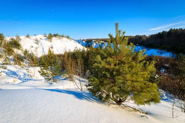 Schneebedeckte Hügel im Winter mit Kiefern im Vordergrund. — Stockfoto